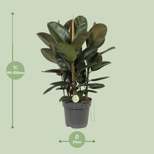 Ficus Robusta – Pflegeleichte Zimmerpflanze Ø27cm