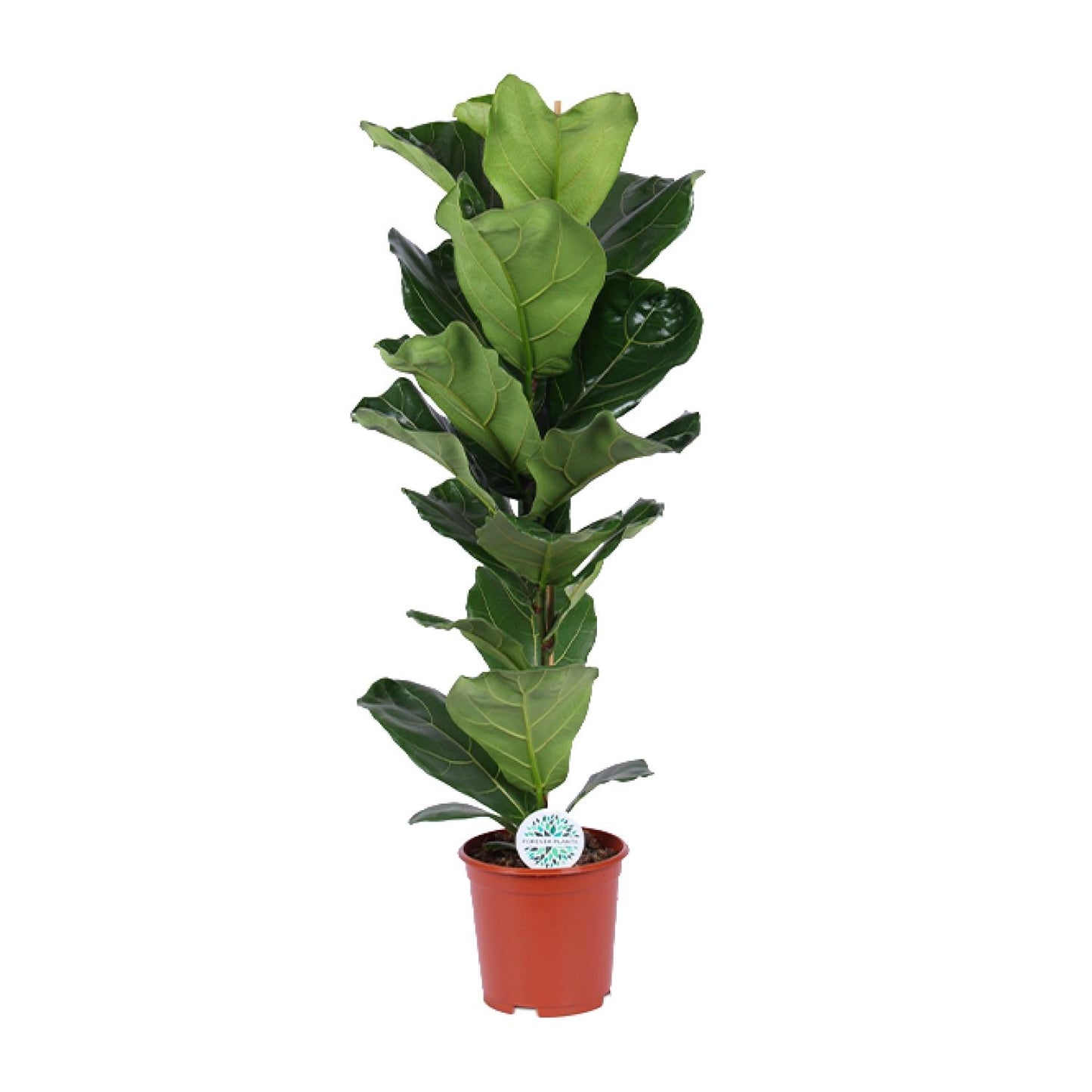 Ficus Lyrata – Geigenfeige Ø21cm, ca. 90cm hoch