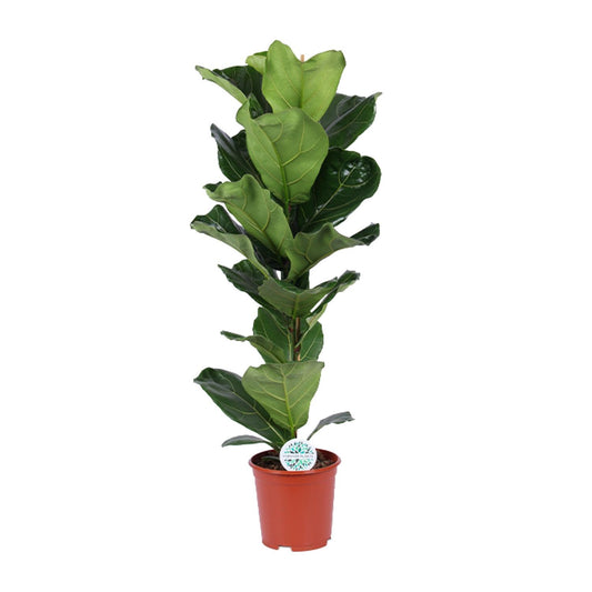 Ficus Lyrata – Geigenfeige Ø21cm, ca. 90cm hoch