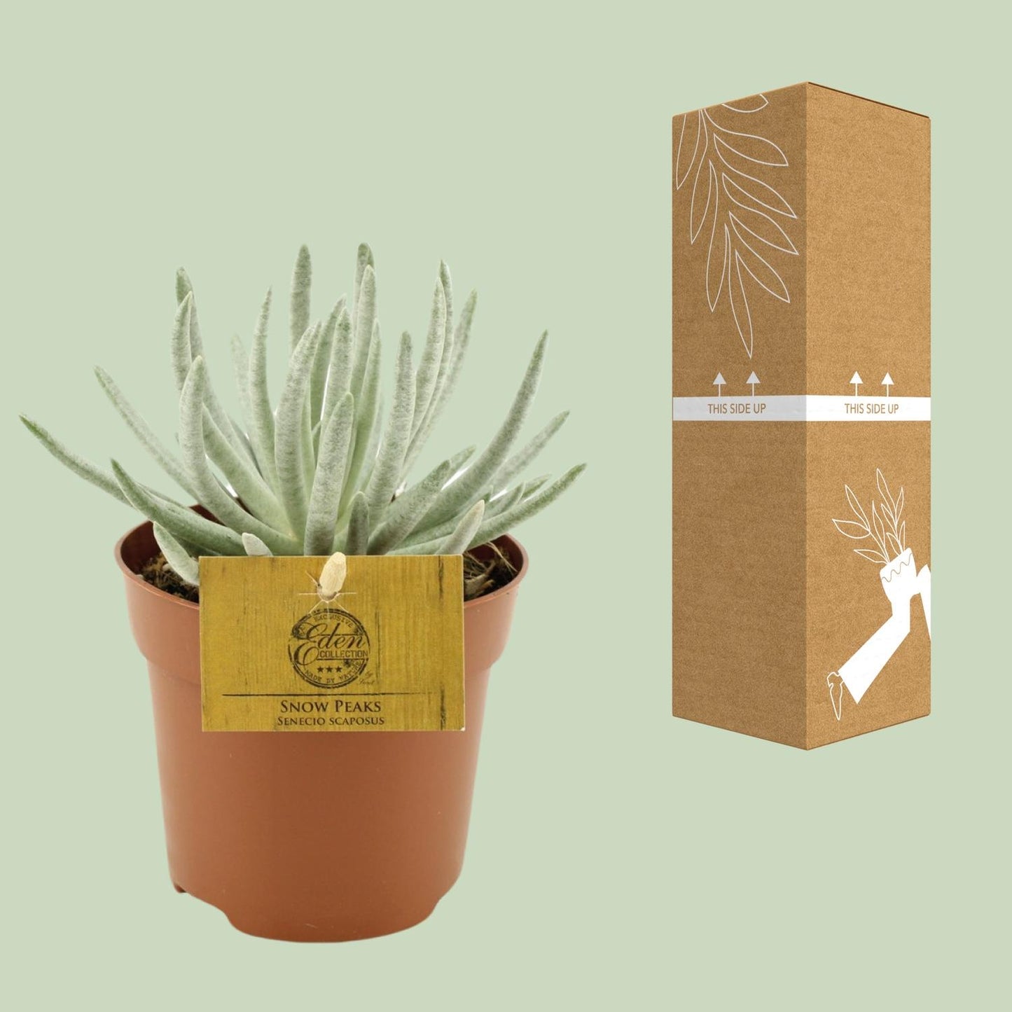 Senecio Scaposus – Silberkopf Sukkulente Ø10,5 cm
