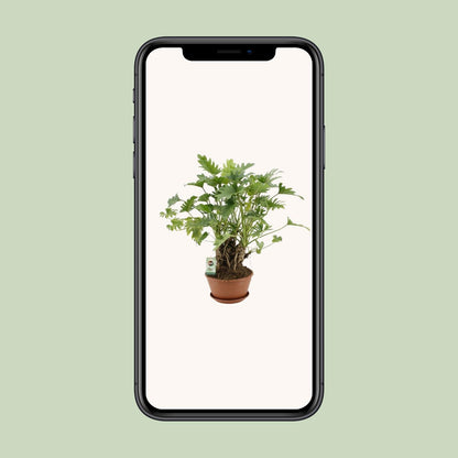Philodendron Xanadu Op Stam – pflegeleichte Zimmerpflanze Ø22cm