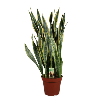 Sansevieria Laurentii Ø27cm – Pflegeleichter Bogenhanf bis 100cm