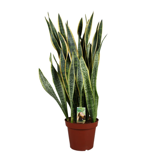 Sansevieria Laurentii Ø27cm – Pflegeleichter Bogenhanf bis 100cm