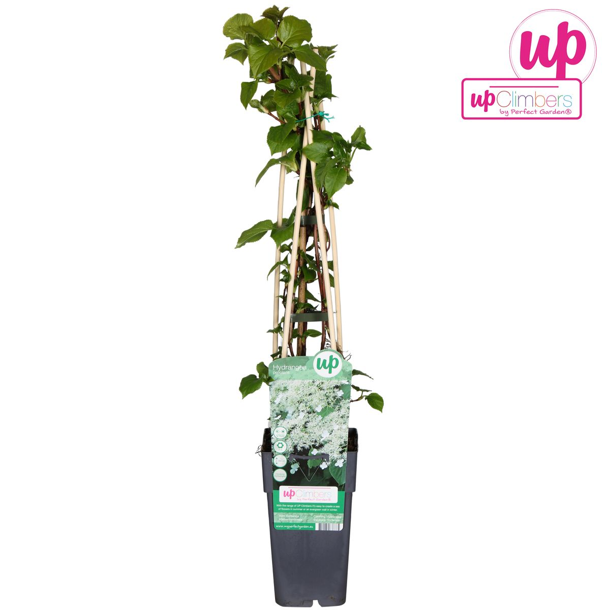 Kletterhortensie Ø15cm – Robuste & pflegeleichte Kletterpflanze