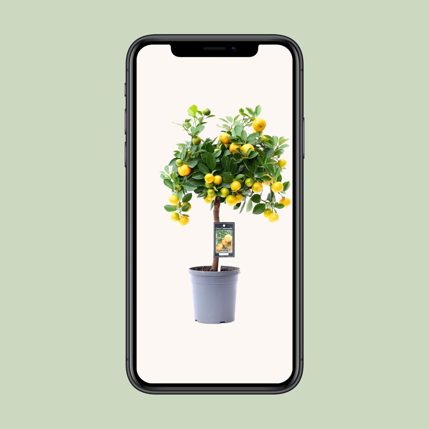 Citrus Calamondin – Kompakte, pflegeleichte Zitruspflanze Ø15cm