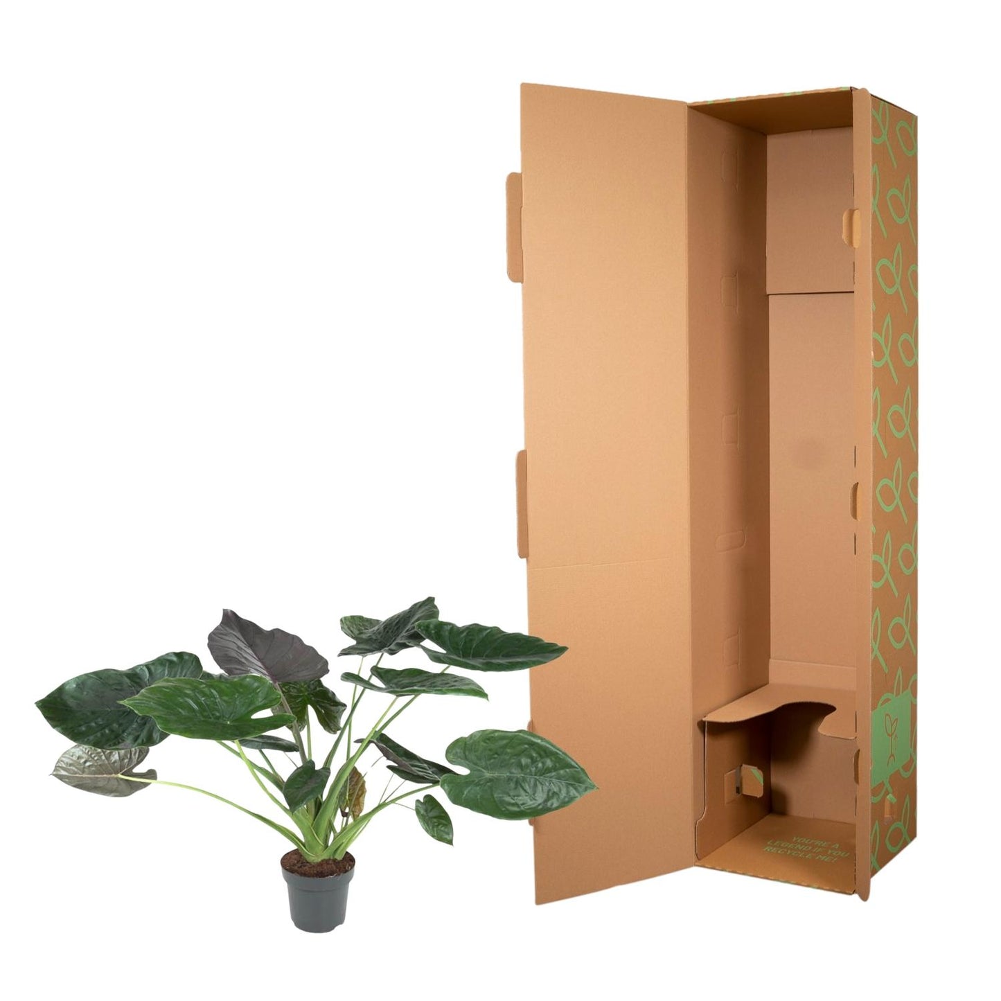 Alocasia Wentii – Exotische, pflegeleichte Zimmerpflanze 120 cm