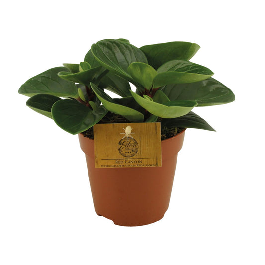 Peperomia Red Canyon – Pflegeleichte Zimmerpflanze Ø12cm