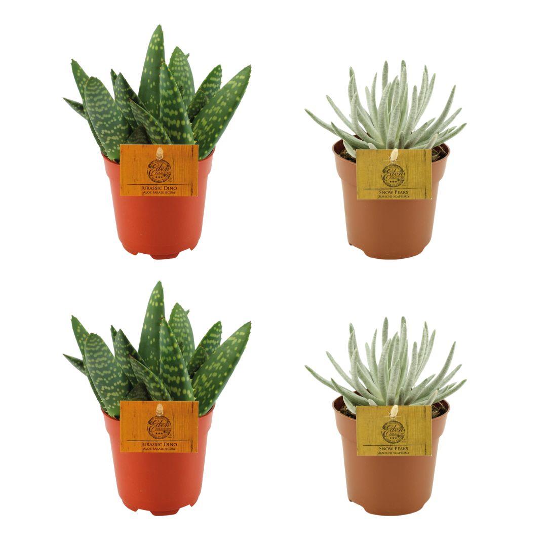 4er-Set Aloe Paradisicum & Senecio Scaposus Ø10,5 cm