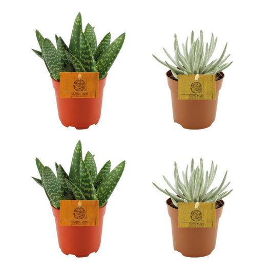4er-Set Aloe Paradisicum & Senecio Scaposus Ø10,5 cm