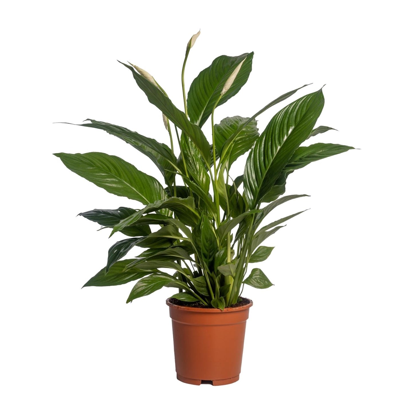 Spathiphyllum Vivaldi – Pflegeleichte Friedenslilie Ø17cm, 70cm hoch