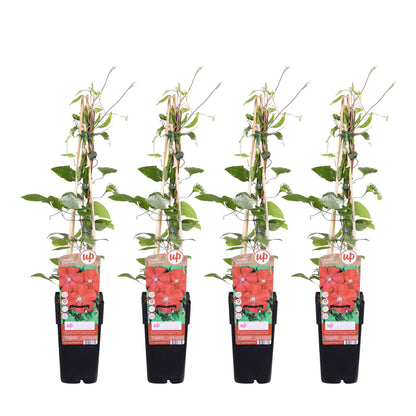 Clematis Rouge Cardinal – Großblütige Kletterpflanze