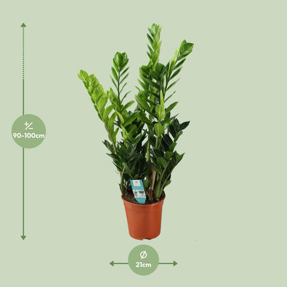 Zamioculcas – Pflegeleichte luftreinigende Zimmerpflanze Ø21cm