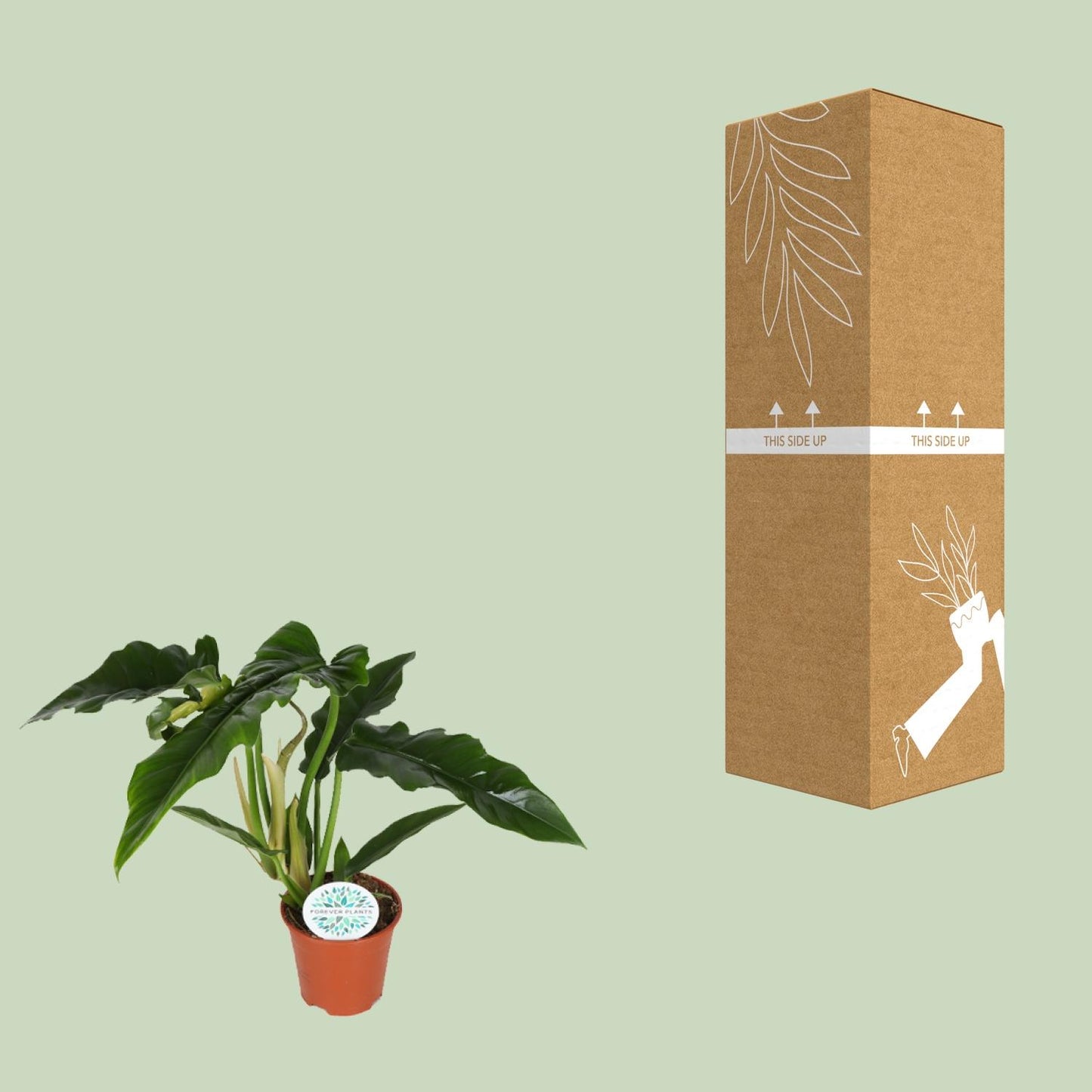 Philodendron Narrow – Pflegeleichte, luftreinigende Zimmerpflanze Ø14cm