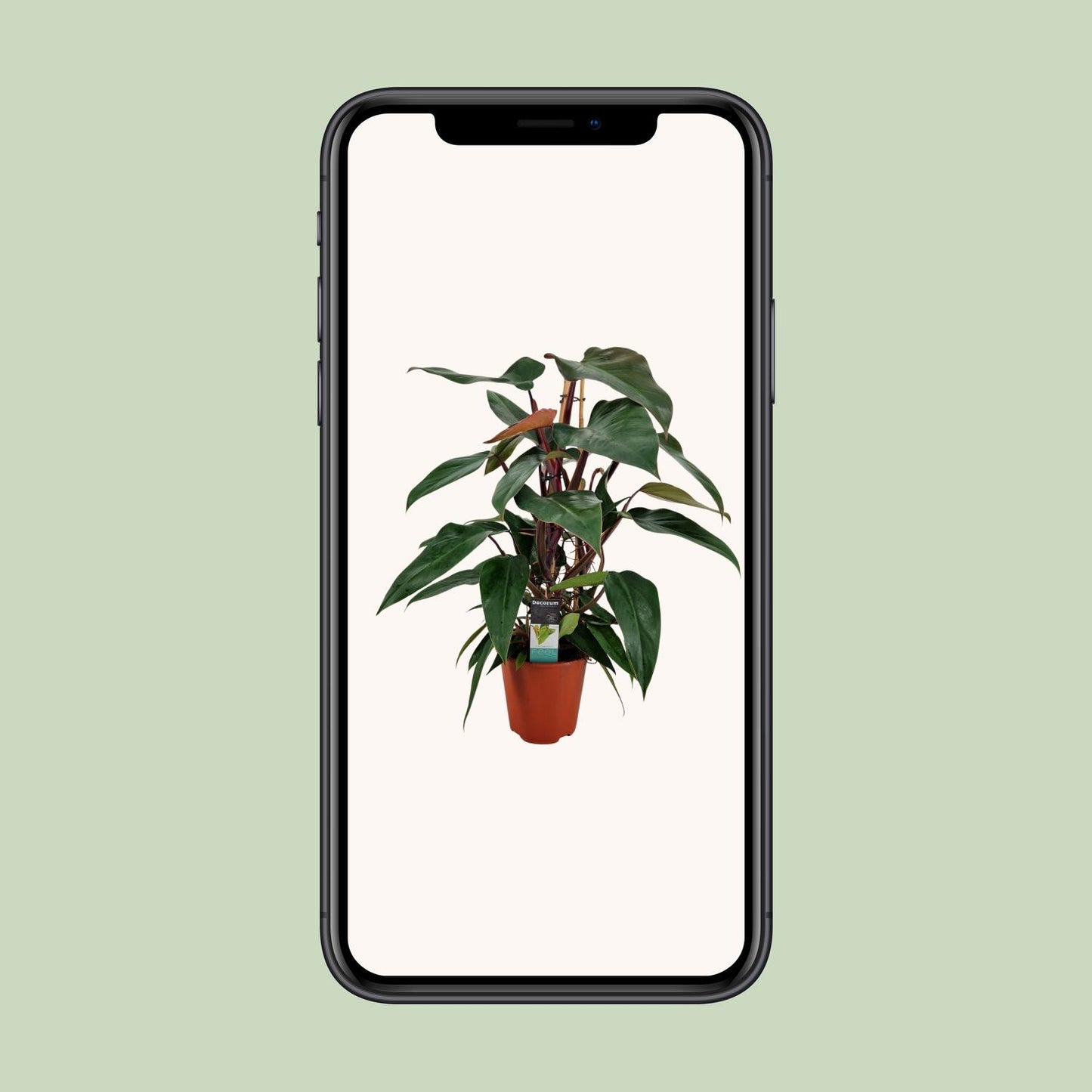 Philodendron New Red Pyramide – Pflegeleichte Zimmerpflanze Ø19cm