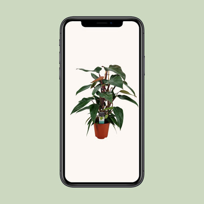 Philodendron New Red Pyramide – Pflegeleichte Zimmerpflanze Ø19cm