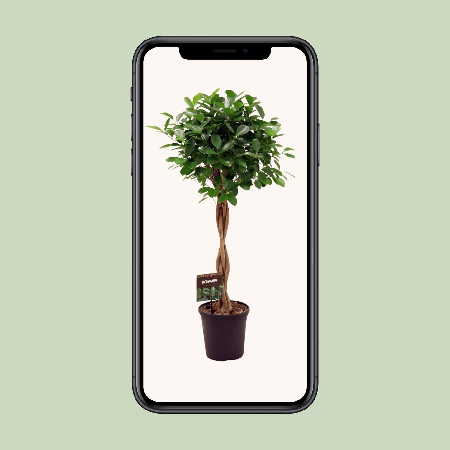 Ficus Microcarpa Moclame – Pflegeleichter Zimmerbaum Ø23cm