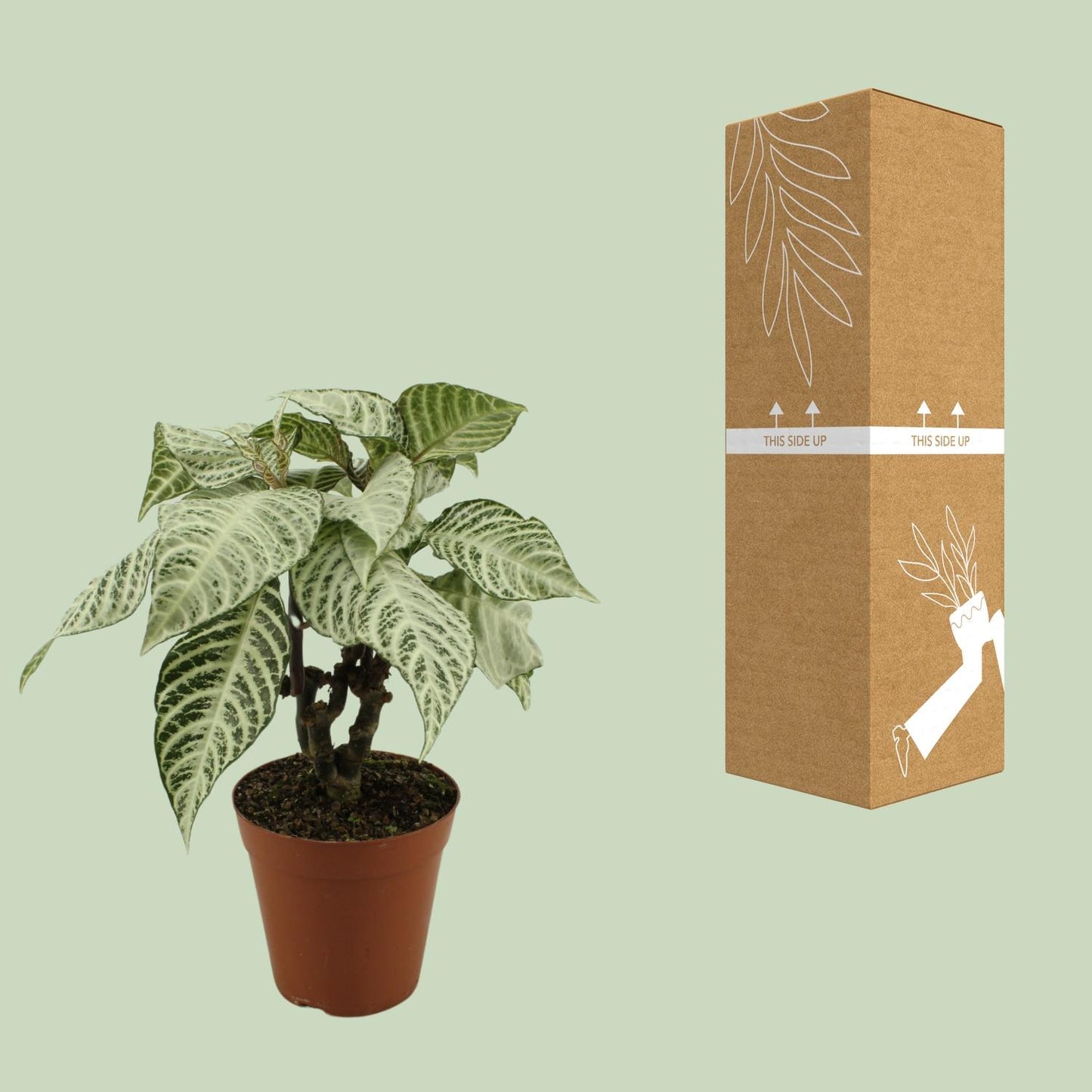 Aphelandra White Wash – Zebrapflanze Ø15cm, 50cm hoch