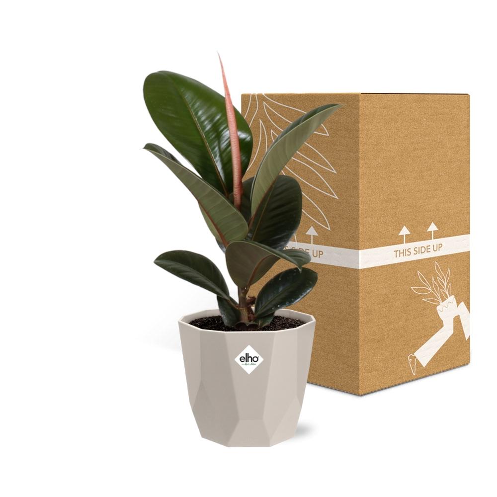 Ficus Elastica ‚Robusta‘ – Pflegeleichte Zimmerpflanze 14 cm
