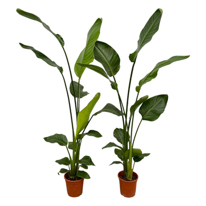 2x Strelitzia Nicolai Zimmerpflanze – 130 cm, Ø17 cm