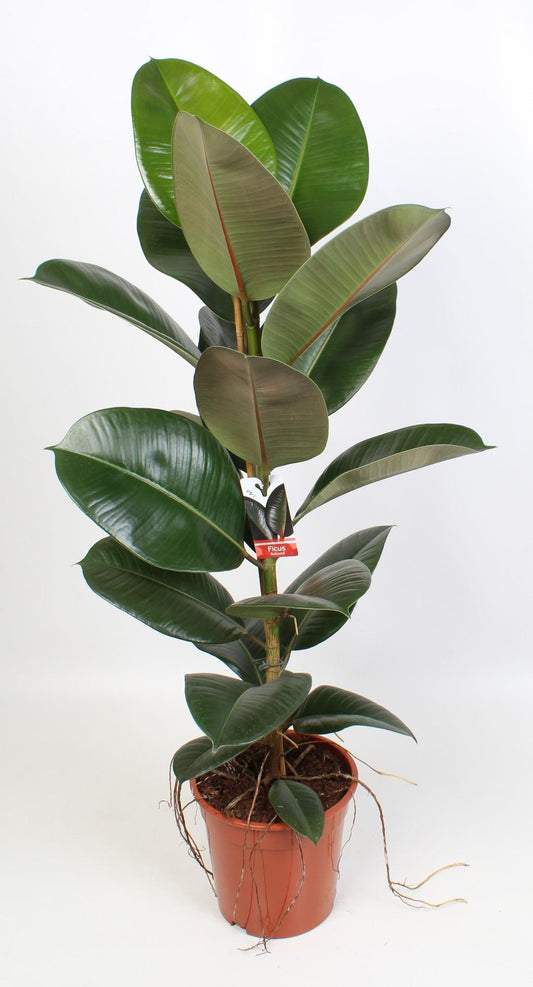 Gummibaum Robusta – 95 cm pflegeleichte Zimmerpflanze