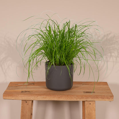 Cyperus Alternifolius – Pflegeleichtes Katzengras Ø12cm