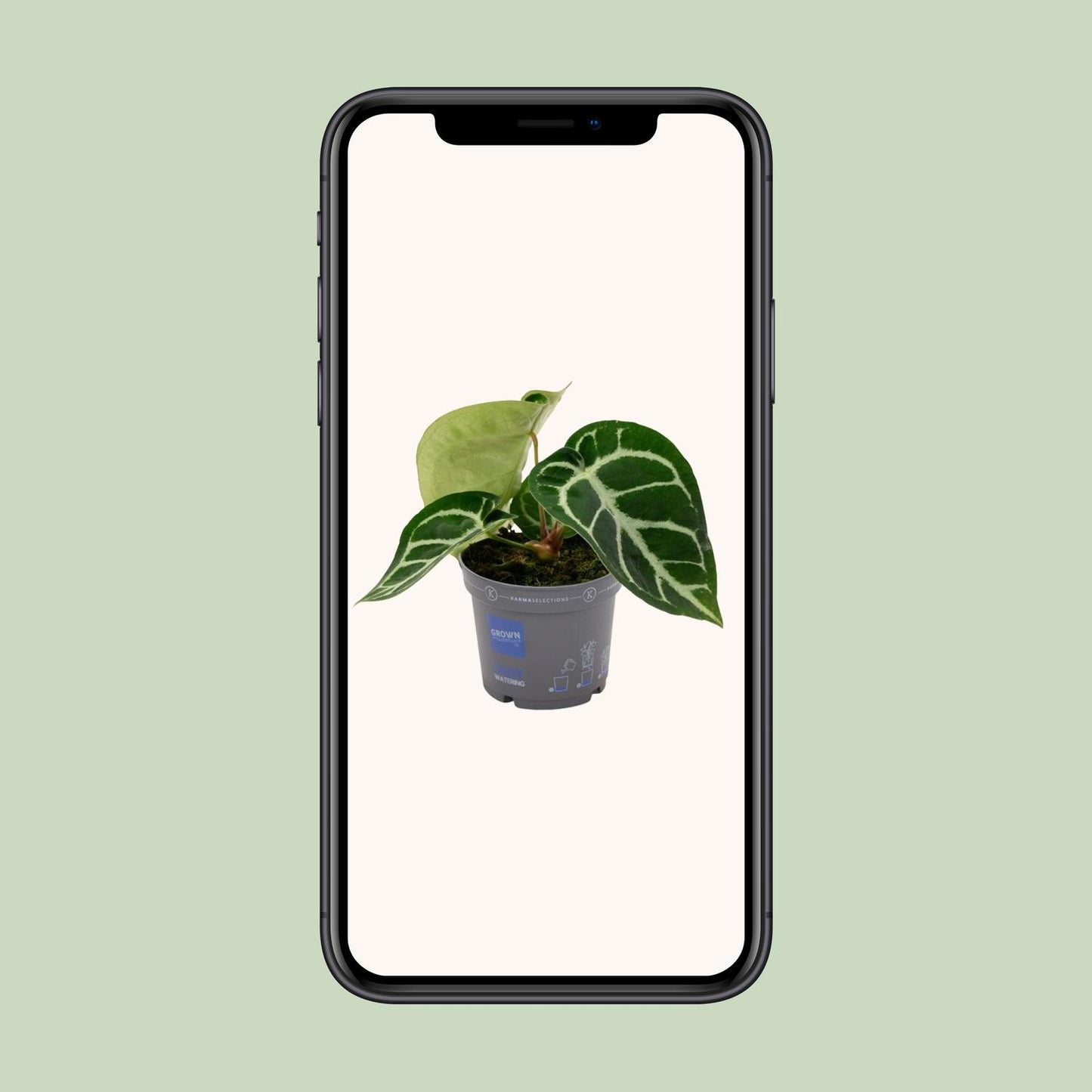 Anthurium Clarinervium – pflegeleichte Zimmerpflanze Ø12cm