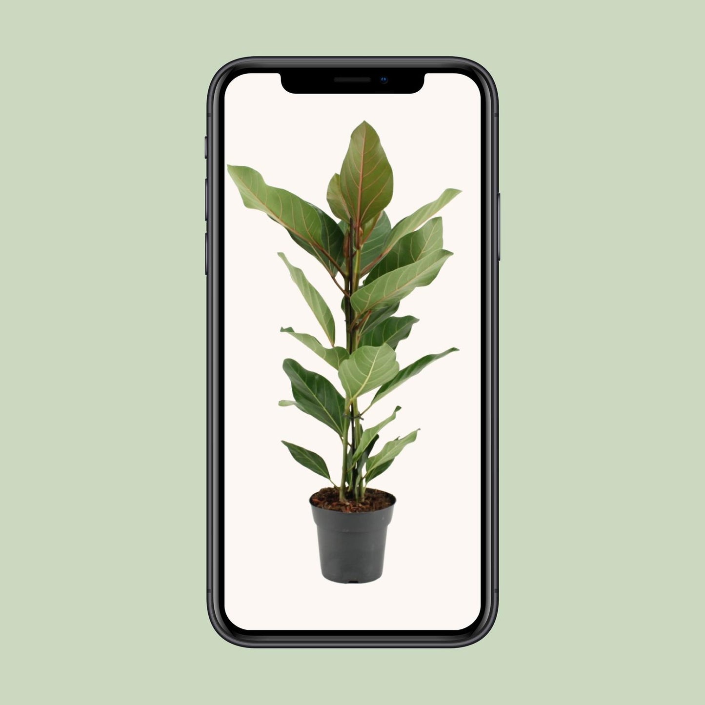 Ficus Benghalensis Joy – Pflegeleichter Zimmerbaum Ø17cm