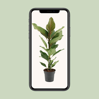 Ficus Benghalensis Joy – Pflegeleichter Zimmerbaum Ø17cm