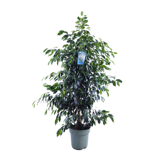 Ficus Benjamina Midnight Lady – Elegante Zimmerpflanze Ø27cm