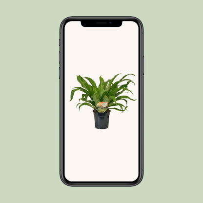 Asplenium Antiquum – Elegantes Spleenwort Ø17 cm, 40 cm hoch