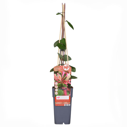 3x Lonicera periclymenum 'Belgica' – Duftende Kletterpflanze Ø15cm