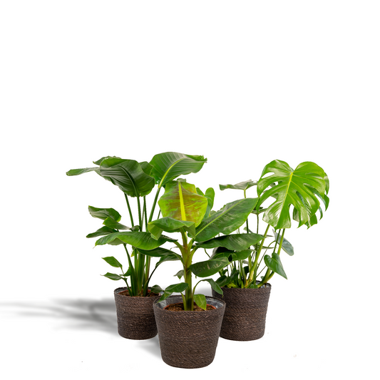Tropisches Zimmerpflanzen-Set mit Korb Ø19-21cm