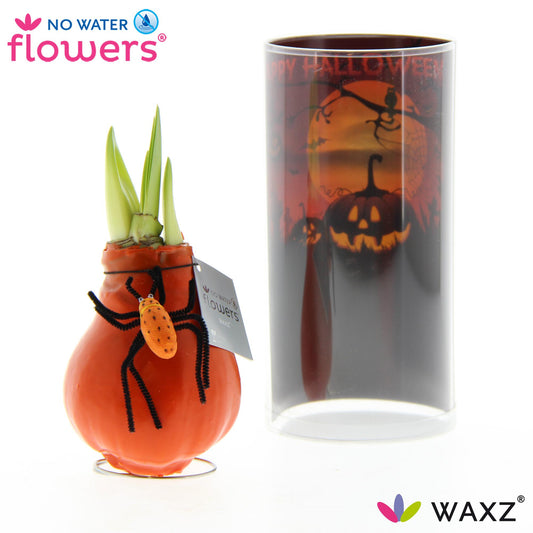 No Water Flowers Waxz® Halloween SPIN - ↕15cm