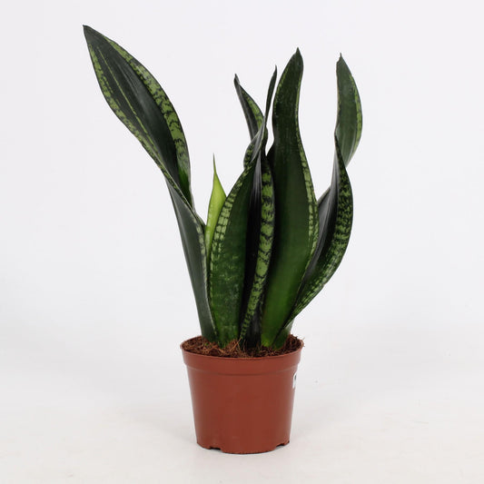 Sansevieria Whitney – Pflegeleichte Schwiegermutterzunge 12 cm