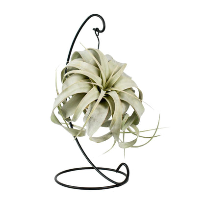 Tillandsie King Xero – Pflegeleichte Luftpflanze 23 cm