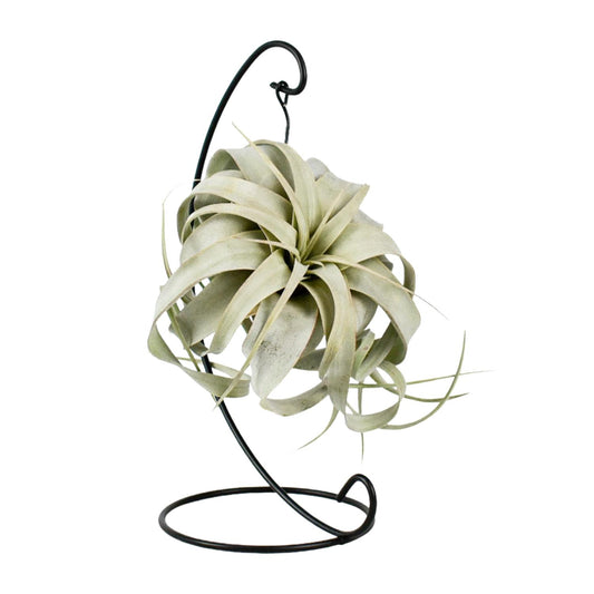 Tillandsie King Xero – Pflegeleichte Luftpflanze 23 cm