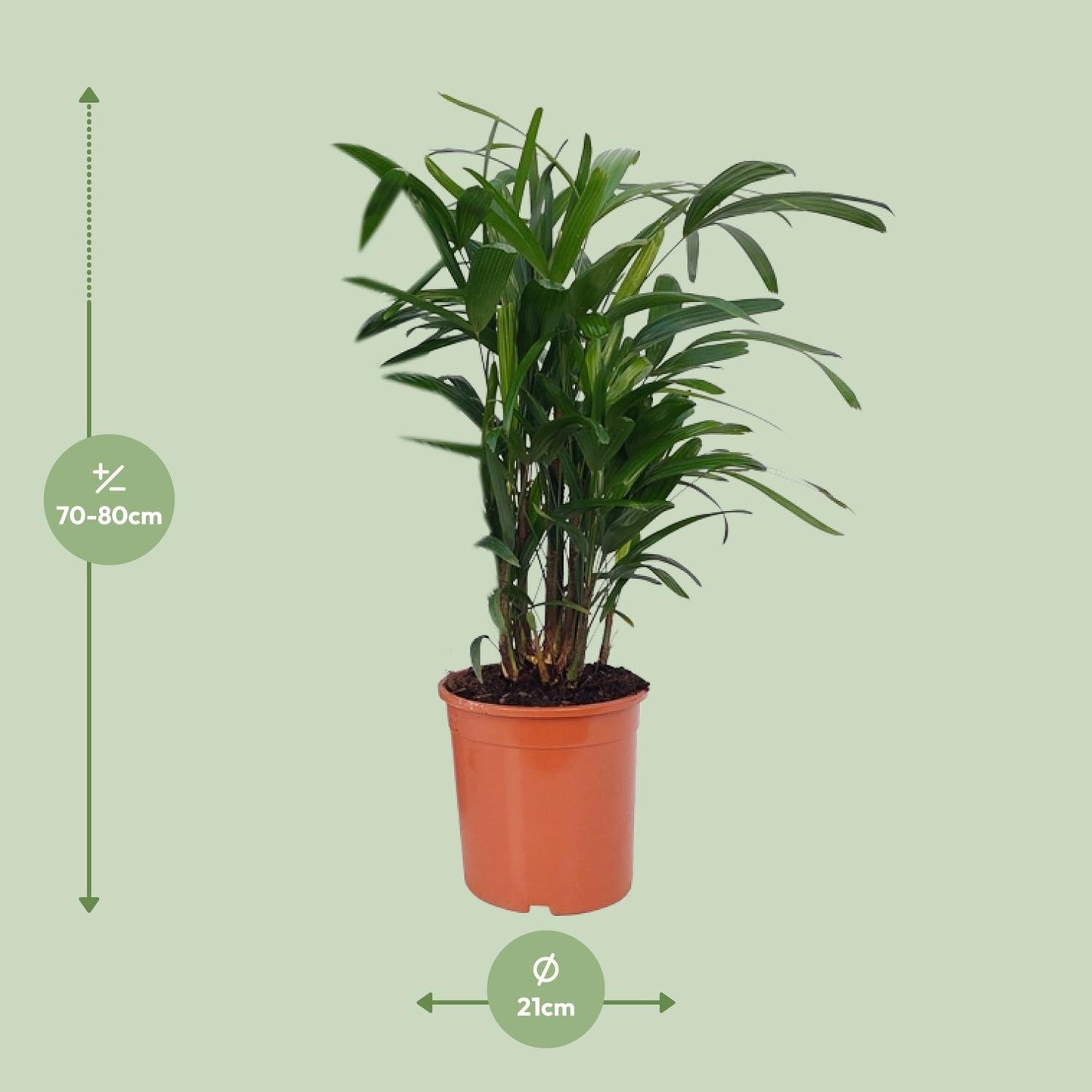 Rhapis Excelsa – Lady-Palme Ø21cm, 80cm hoch