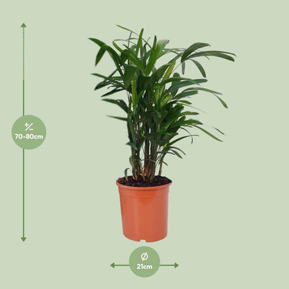 Rhapis Excelsa – Lady-Palme Ø21cm, 80cm hoch