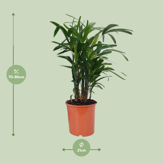 Rhapis Excelsa – Lady-Palme Ø21cm, 80cm hoch