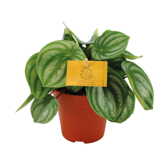 Peperomia Argyreia – Pflegeleichte Zimmerpflanze Ø12cm