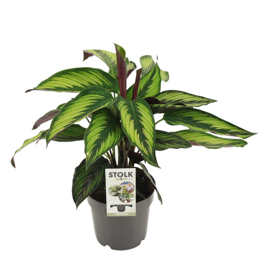 Calathea Majestica Princeps – Elegante, pflegeleichte Zimmerpflanze Ø14cm