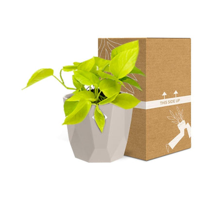 Epipremnum Pinnatum ‘Golden Pothos’ in ELHO b.for rock 14 cm warm grey