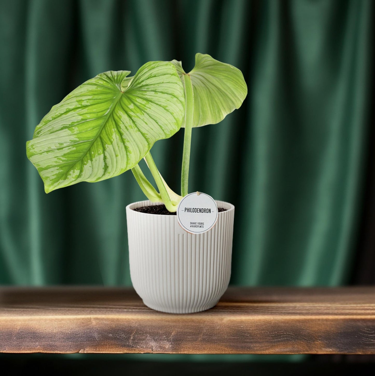 Philodendron Mamei – Pflegeleichte tropische Zimmerpflanze Ø15cm
