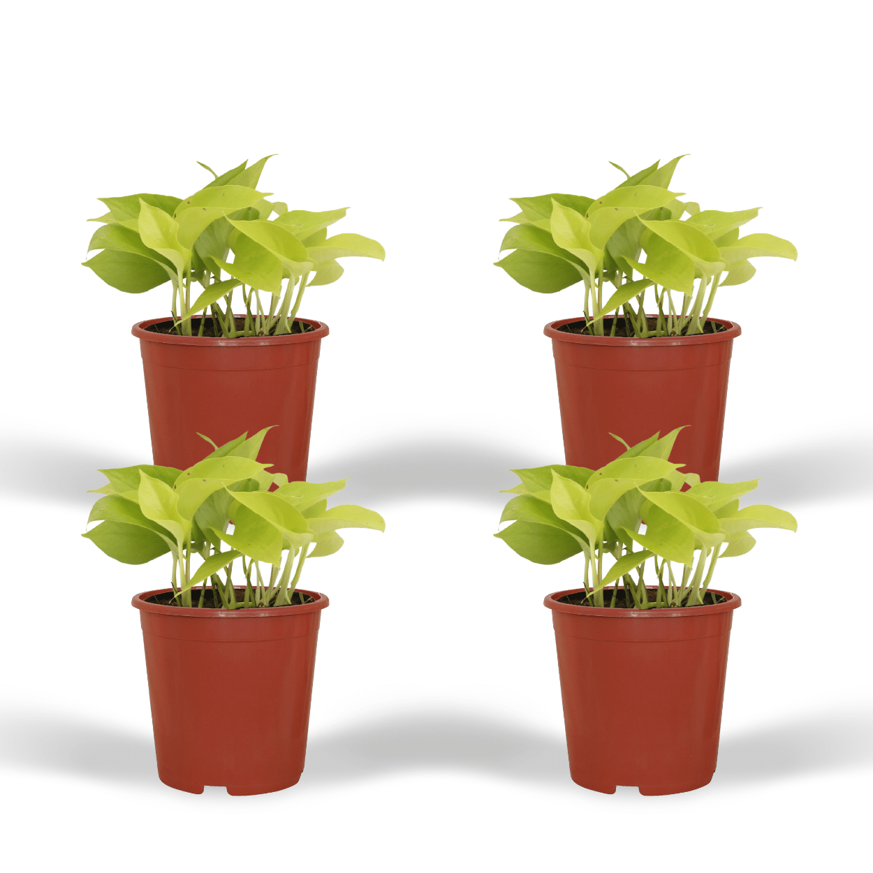 Efeutute Golden Pothos 4er Set – Pflegeleichte Hängepflanze Ø12cm