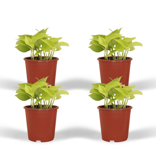 Efeutute Golden Pothos 4er Set – Pflegeleichte Hängepflanze Ø12cm