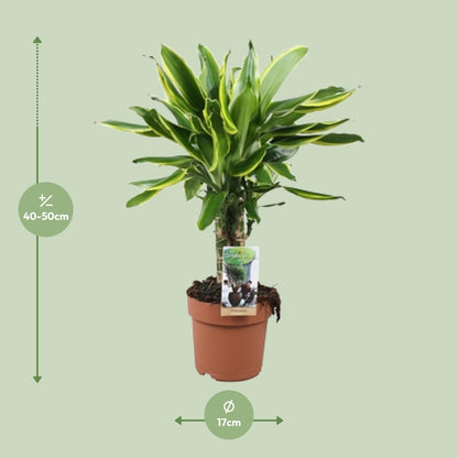 Dracaena Golden Coast – Pflegeleichter Drachenbaum Ø17cm