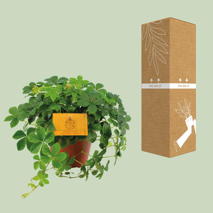 Parthenocissus Striata – Pflegeleichte Jungfernrebe Ø12cm