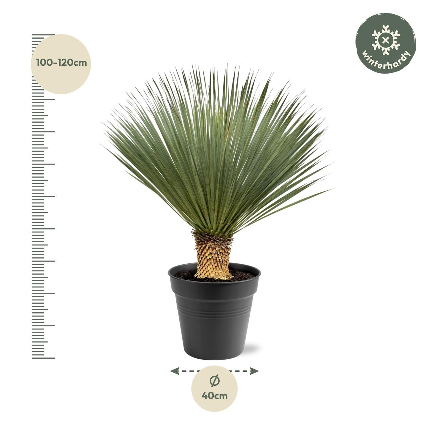 Yucca Rostrata – Robuste, pflegeleichte Zimmerpflanze 100-120 cm