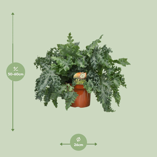 Phlebodium Davana – Goldener Tüpfelfarn Ø26cm, 60cm hoch