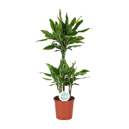 Dracaena Golden Coast – Pflegeleichter Drachenbaum Ø21cm